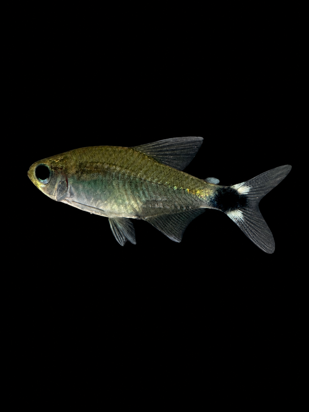 Kitty Tetra