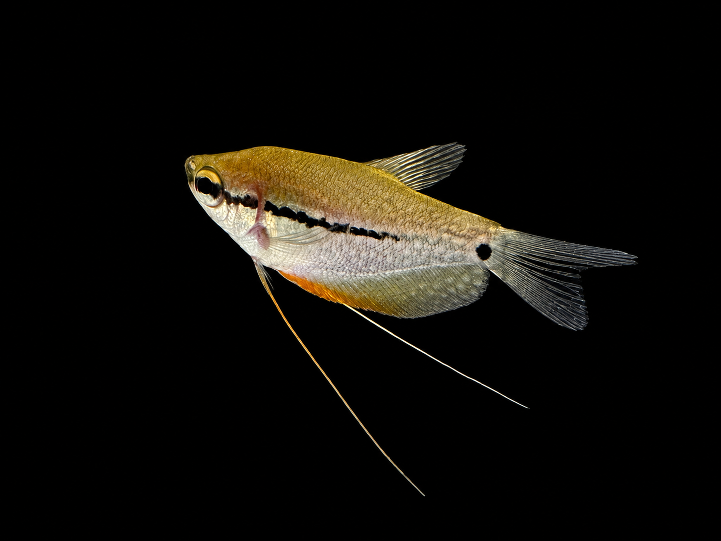 Pearl Gourami