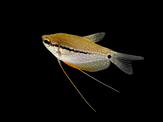 Pearl Gourami