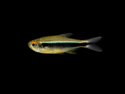 Black Neon Tetra
