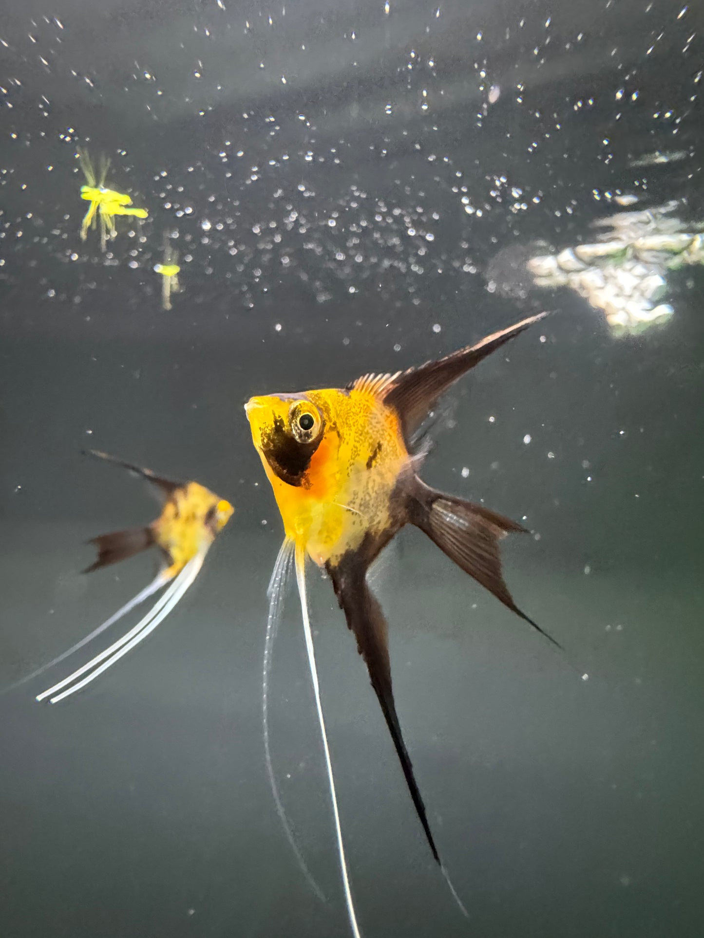 Red Devil Angelfish