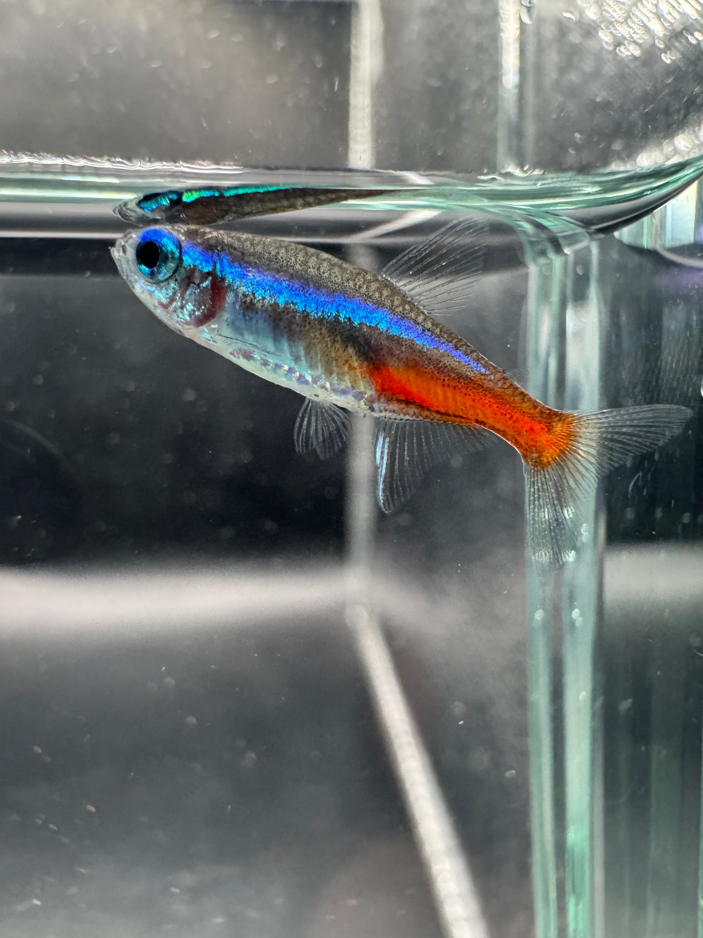 Neon Tetra