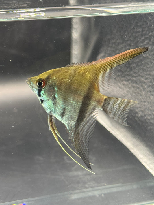 Silver Angelfish