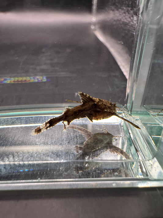 Asian Mini Stone Catfish