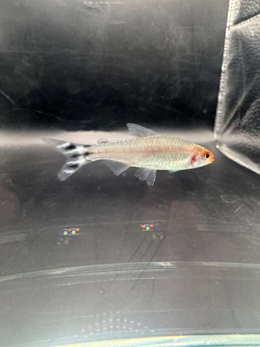 Rummynose Tetra
