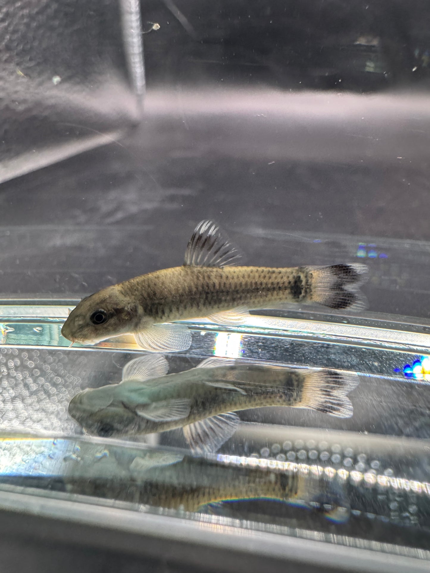 Panda Garra