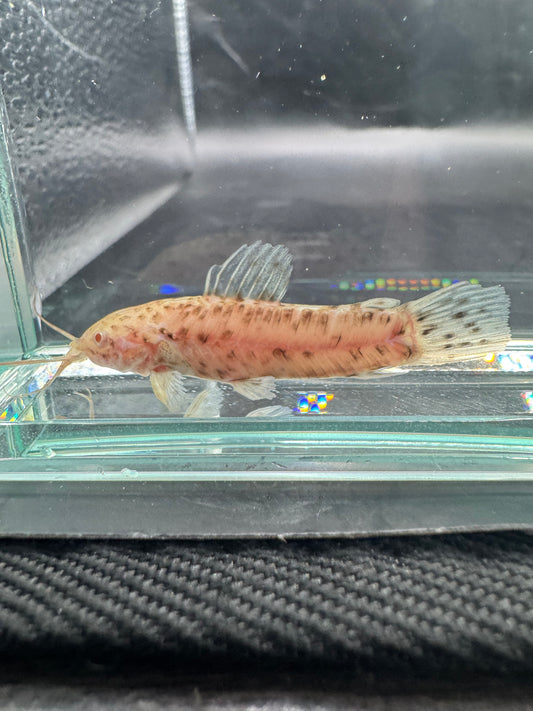 Albino Hoplo Catfish