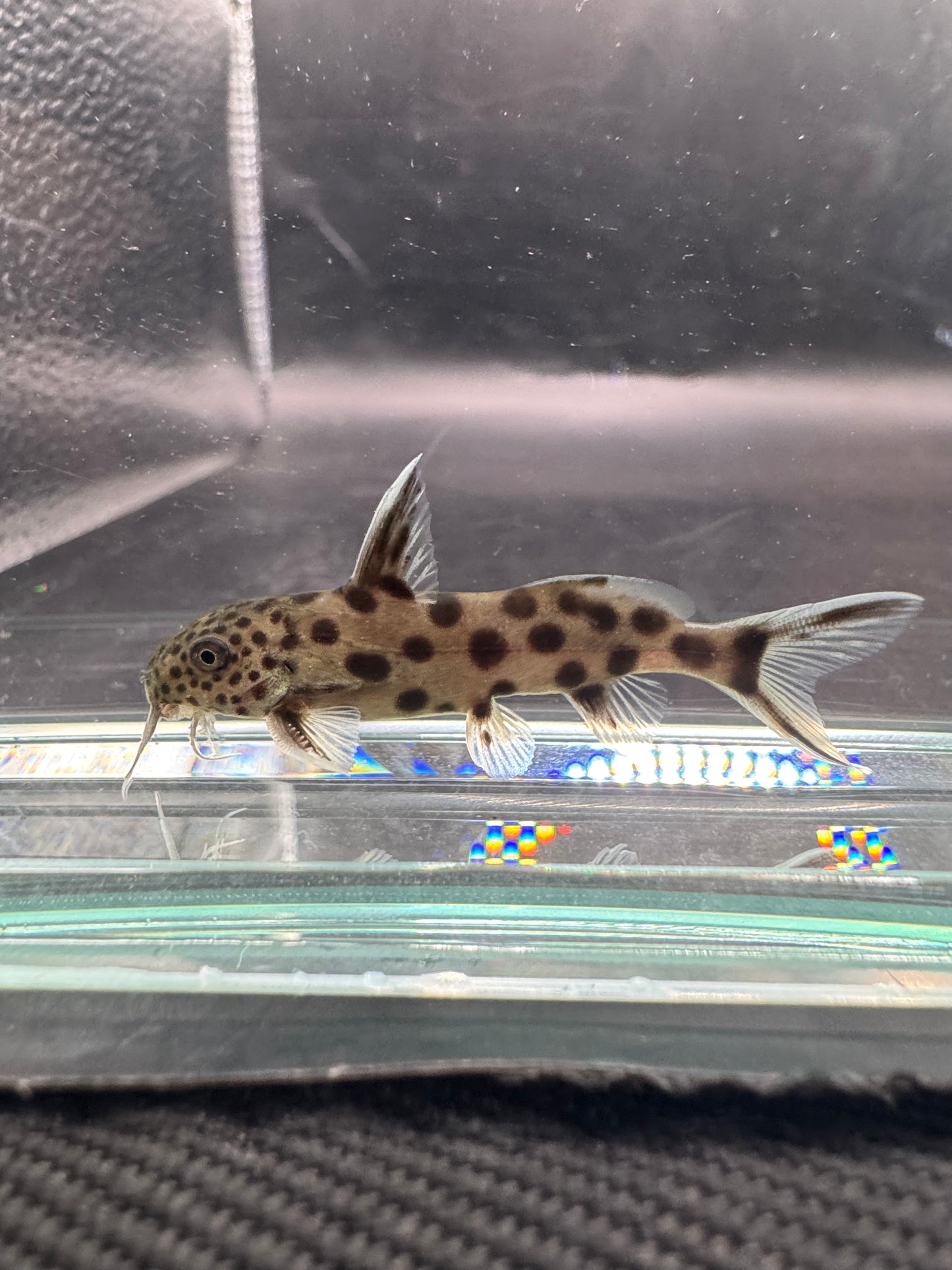 Dwarf Cuckoo Catfish