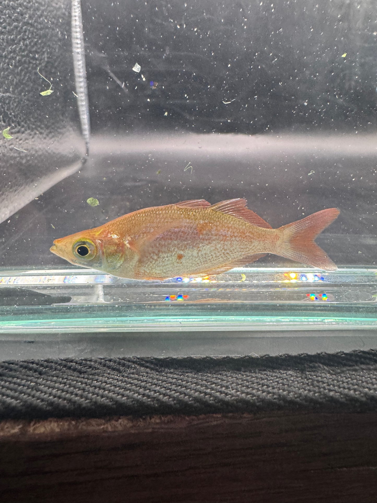 Red Rainbowfish