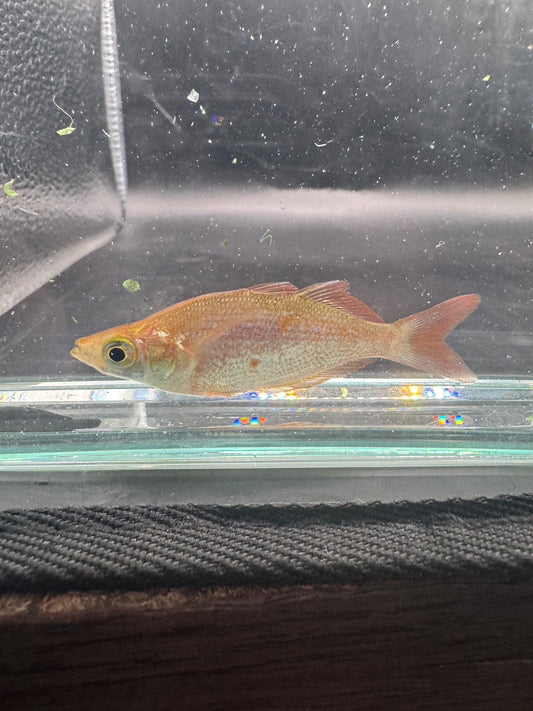 Red Rainbowfish