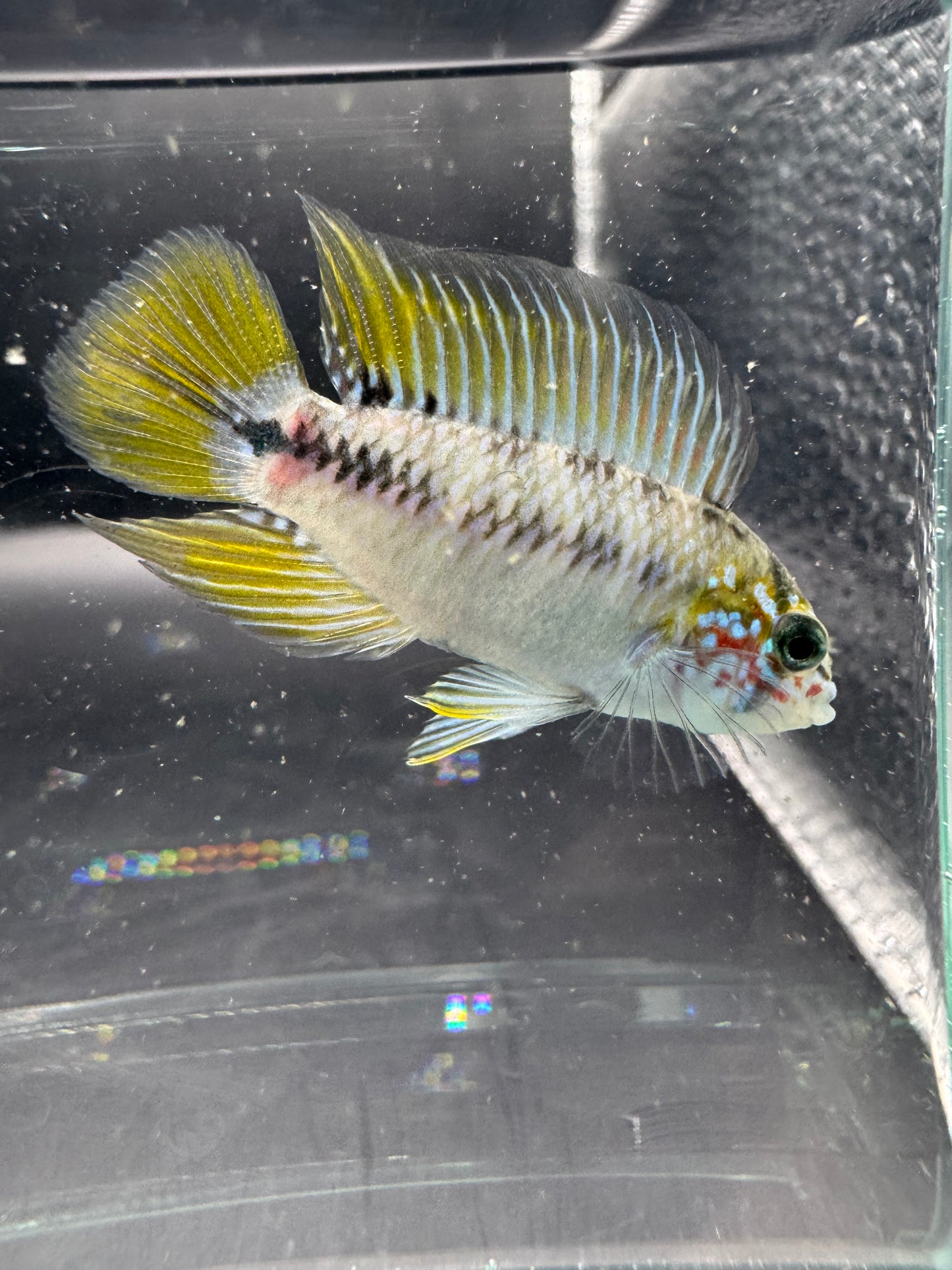 Apisto Borelli Opal
