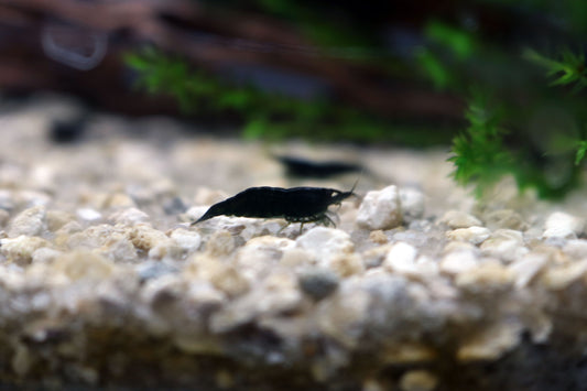 Green Jade Neocaridina Shrimp