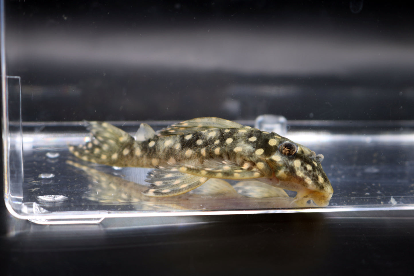 L201 Snowball Pleco 2.5"- 3"