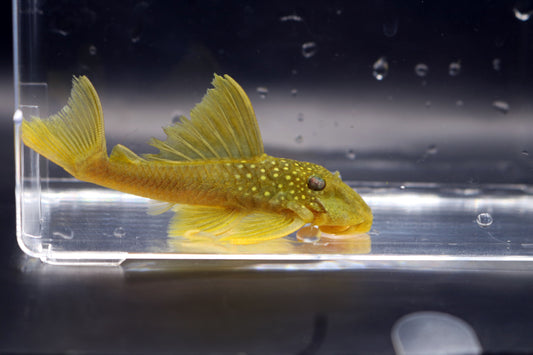 Green Phantom Pleco 3"-3.5"