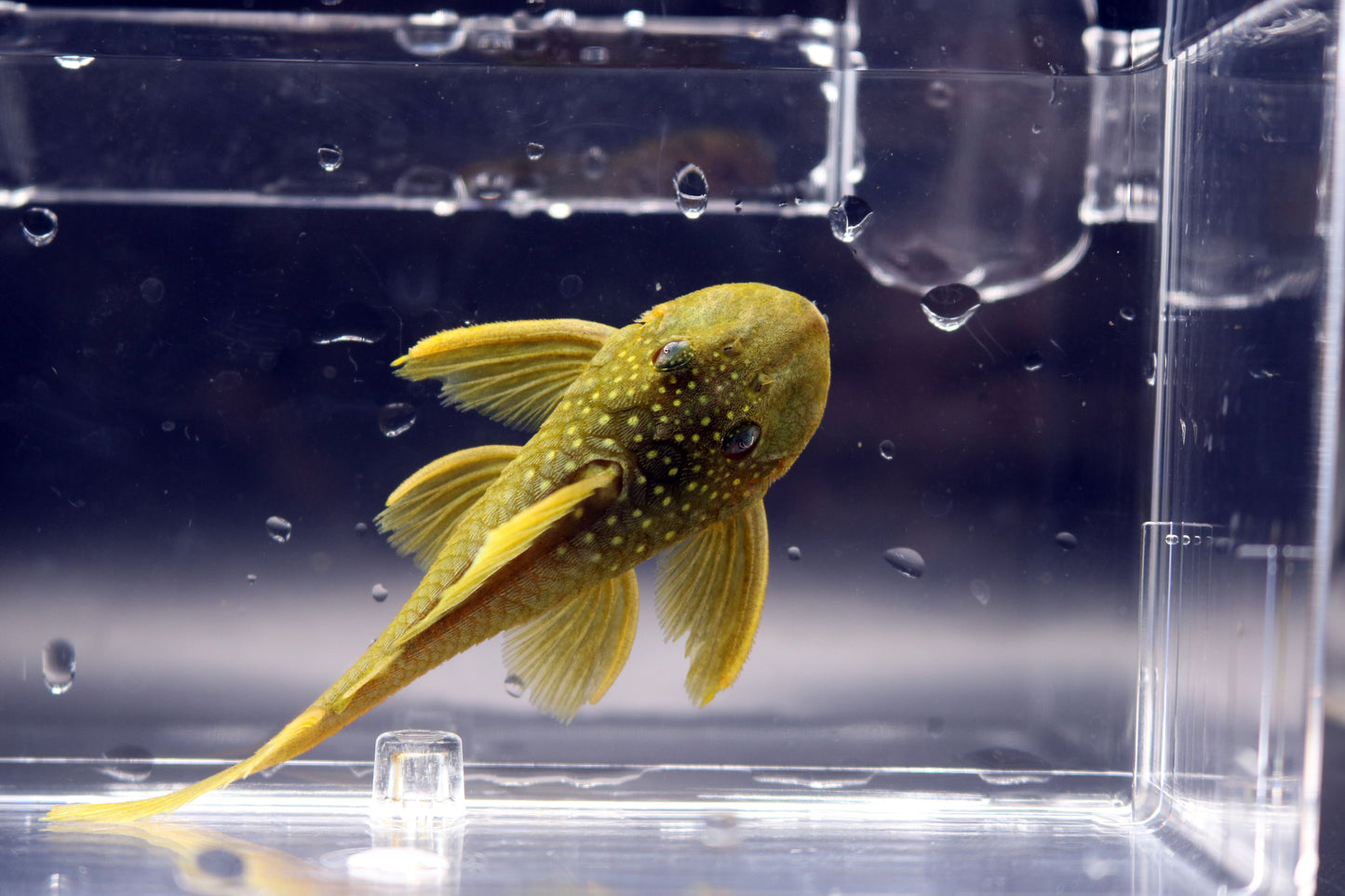 Green Phantom Pleco 3"-3.5"