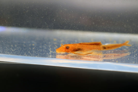 Longfin Super Red Bristlenose 1.25"- 1.5"