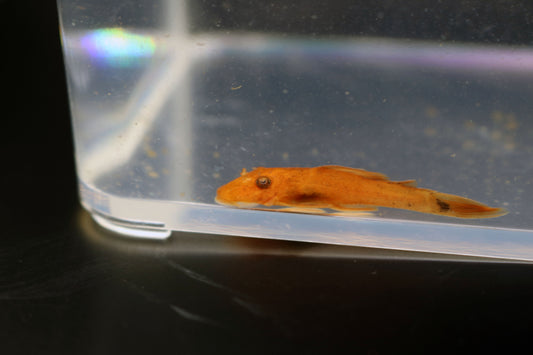 Short Fin Super Red Bristlenose 1.25"-1.5"